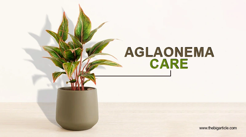 Aglaonema Care